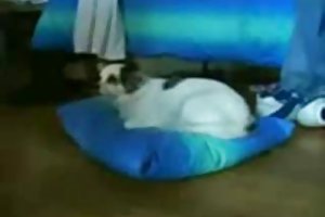 Busty mulatta sur un canapé en cuir avec ami